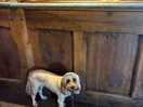 Elsa welcome in the pub!