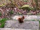 Red squirrels abound!