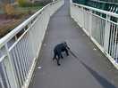 Bridge over the tyne