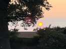 Tree/sky/sun