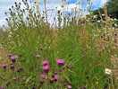 The wildflowers were amazing.