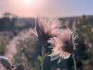 Backlit fluffies. taken by sam agnew photography