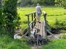 Dog walking fields with flowing stream. the whippet was not too sure of the bridge!