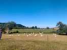 Watching the sheep