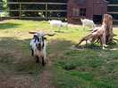 Plenty of goats to make friends with