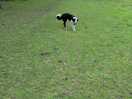 Walk to the pub