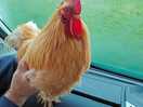 A friendly campsite cockerel