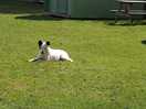A happy dog, back home she's tired but will have some great dreams