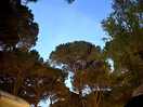 Beautiful sky on the evening in the pine forest