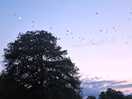 The crows coming home to roost was a welcome eventing event