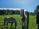 Creetown horses