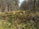 Woodland 5 min walk from campsite