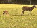 Lots of wildlife and farm animals