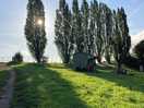 Poplars on site