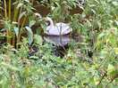 Swan spotting