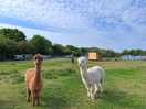 Alpacas