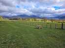 Working sheep farm