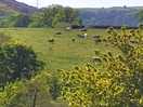 Countryside