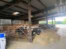 Farm on-site had cows, chickens and rabbits.