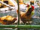 Les poulettes