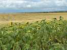 Lots of fields