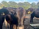 The cows in the adjacent field