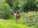 Wild deer