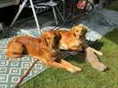 Fijne plek voor de honden
