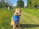 The weekend revolved around our dogs bday. very dog friendly here too!
