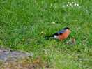 Great wildlife. bull finches, seals , herons etc