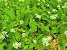 Wild garlic