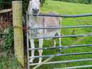 Donkey