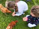 Feeding the chickens