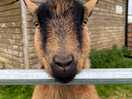 Goats