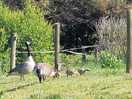 Geese