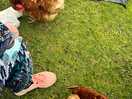 Roaming chickens