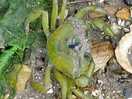 Petit crabe vert, comme il y en a pas mal sur la rive de la rance, en face du camping