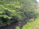 Brook running next to campsite