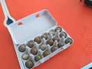 Fresh button quail eggs