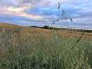 Summer's evening
