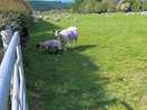 Sheep in the field next door - early morning chorus of baa-ing!