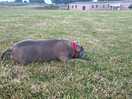 Dogs love it
