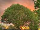 Great sunsets