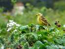 A local yellowhammer sang to us while we pitched.