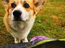Resident dog
