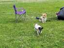 Dogs having fun