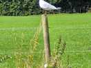 And happy birds