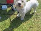 Our dog enjoying the sunshine