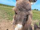 One of the donkeys!!