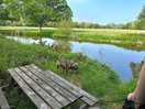 Rocko by the river medway